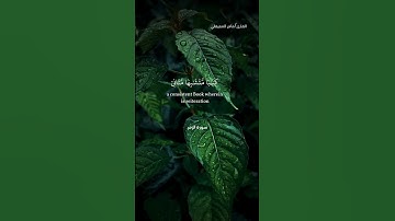 الله نزل أحسن الحديث /سورة الزمر/ القارئ ماهر المعيقلي/القرآن الكريم /راحة نفسية/اكتب شيئا تؤجر عليه