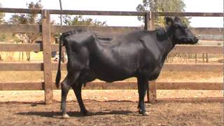 vaca 5089