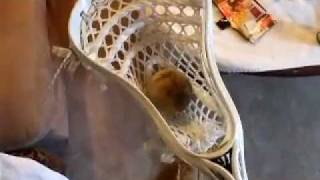 Evo 3 String Job
