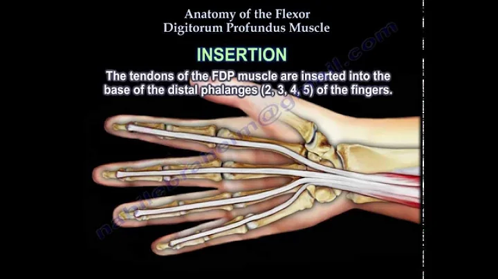 Anatomy Of The Flexor Digitorum Profundus Muscle - Everything You Need To Know - Dr. Nabil Ebraheim - DayDayNews