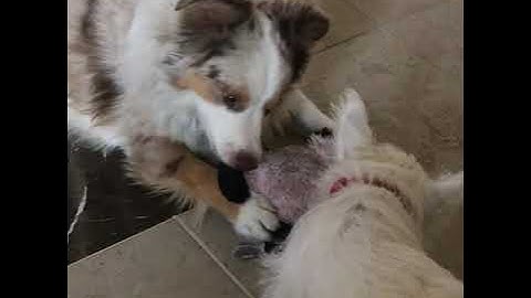 Assignment6: Personal Video