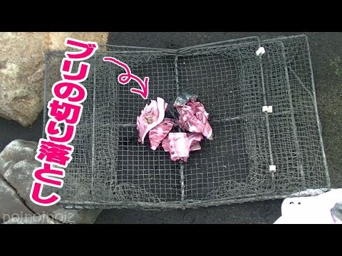 カニカゴを水路と海と沼に仕掛けてみたら Youtube カニカゴを水路と海と沼に仕掛けてみたら Youtube