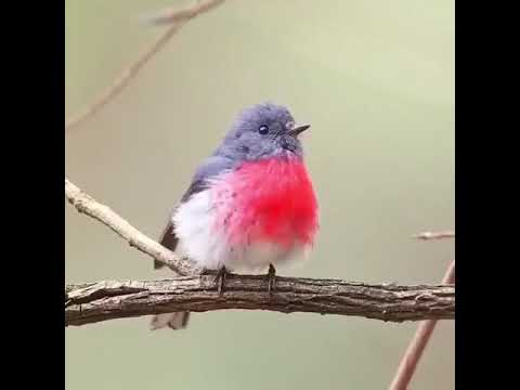 أجمل اصوات الطيور