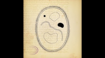 Cytographia (Long-Form Generative Art), 2024