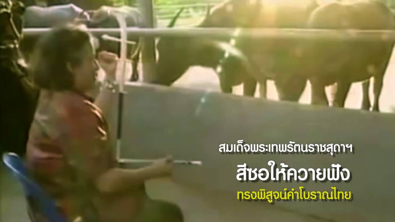 ทรงสีซอให้ควายฟัง... พิสูจน์คำโบราณ - YouTube ทรงสีซอให้ควายฟัง... พิสูจน์คำโบราณ - Youtube