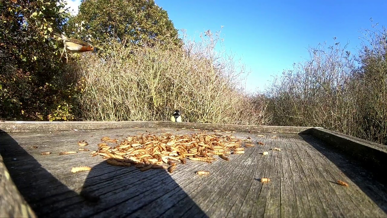 Hartshill Hayes country park.. YouTube