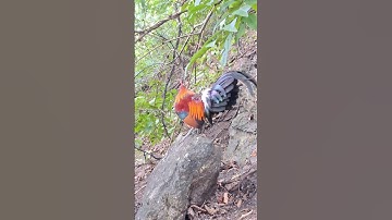 gà rừng nóng như lửa 🔥🔥🔥.qaib qus kub tiag tiag