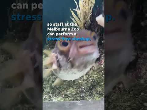 Pufferfish receives stress-free checkups by swimming onto platform #Shorts