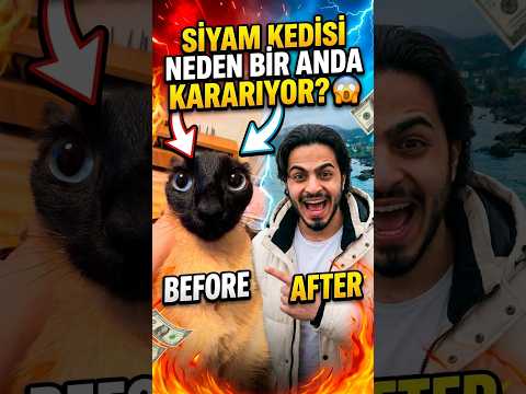 Siyam Kedisi Neden Bir Anda Kararıyor? 😱