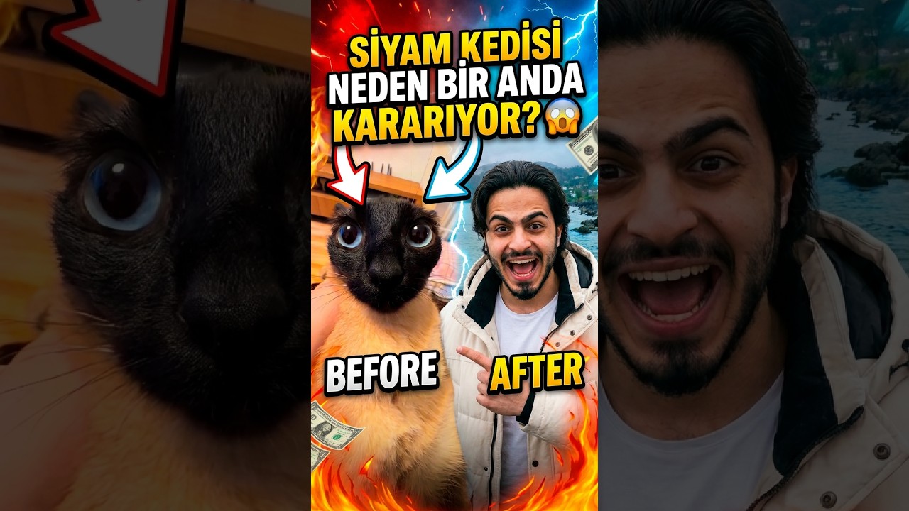 Siyam Kedisi Neden Bir Anda Kararıyor? 😱