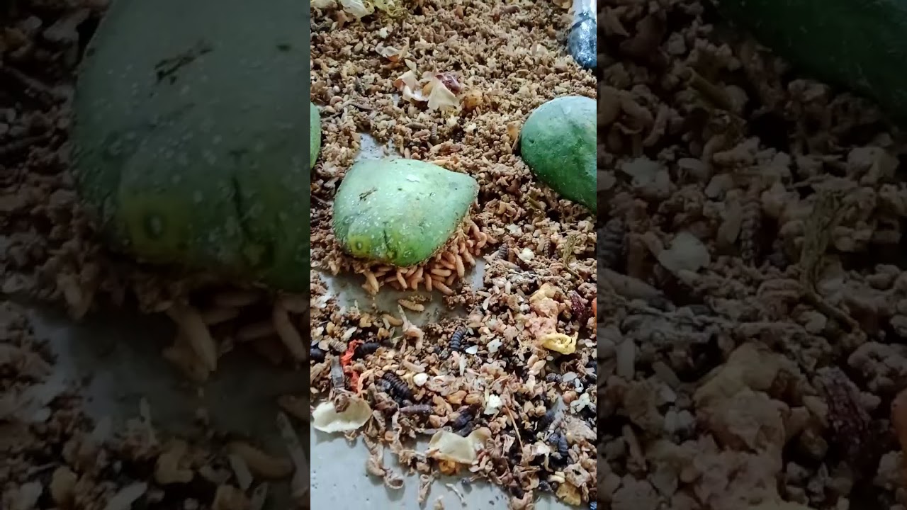 Budidaya Maggot di RW 7 Ciparigi Kota Bogor