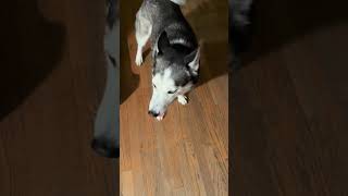 Husky on crack