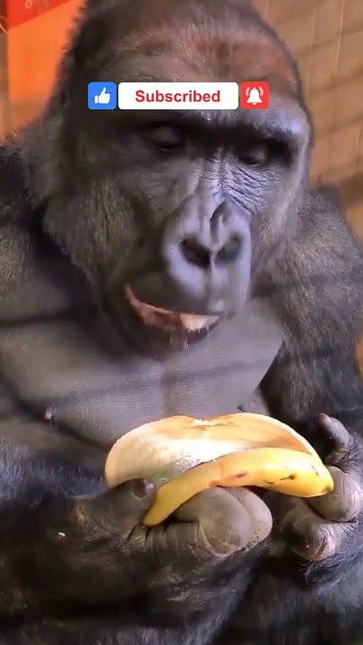 CARA MAKAN PISANG ALA GORILA