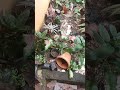 After cyclone in my garden status..