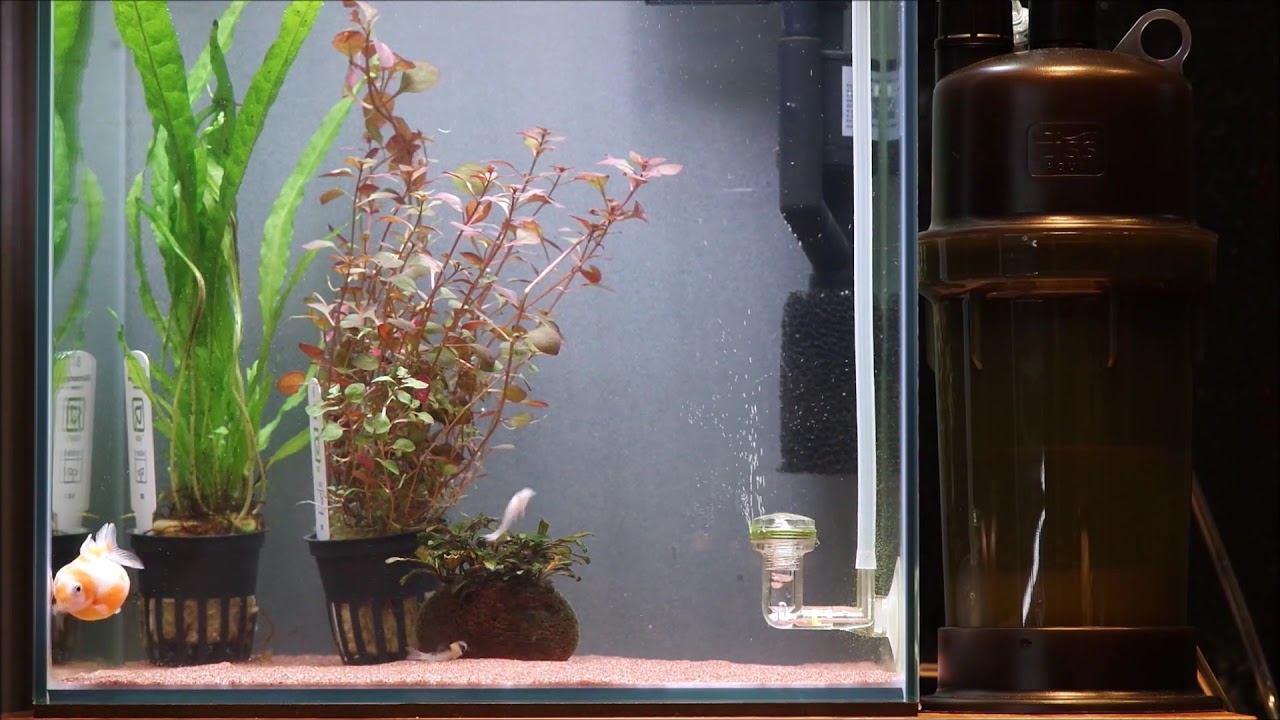 Ziss CO2/Air Diffuser ZD200 Testing Video YouTube