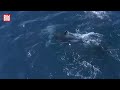 BLUTIGE JAGD: Orcas machen Blauhai zur Beute