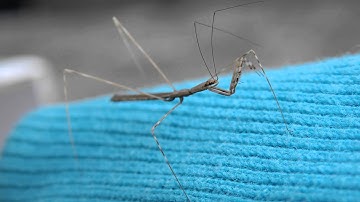 Thread Legged Assassin Bug