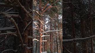 💉Неутомимый лесной целитель 🌲