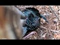 Raw Turkey Hunt & Kill From Michael Waddell's Point of View!