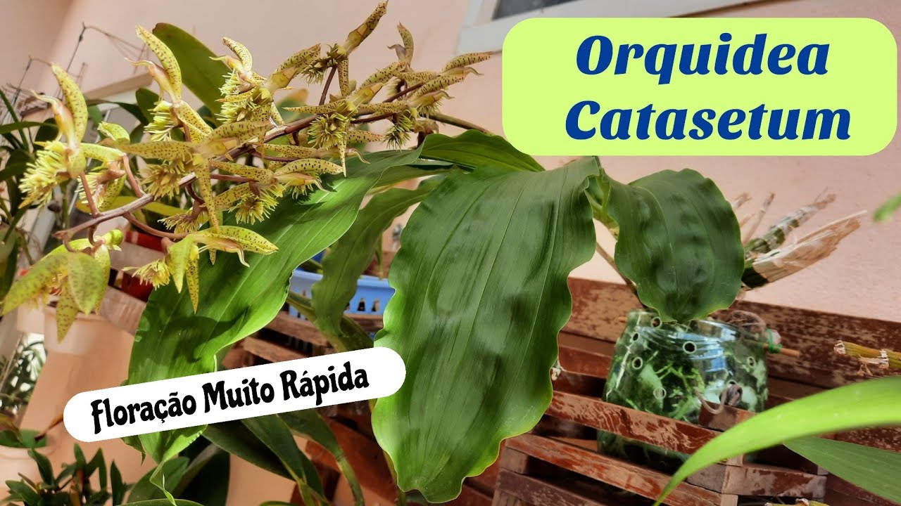 🔴Como consegui Floração Orquidea Catasetum muito rápido - thptnganamst.edu.vn