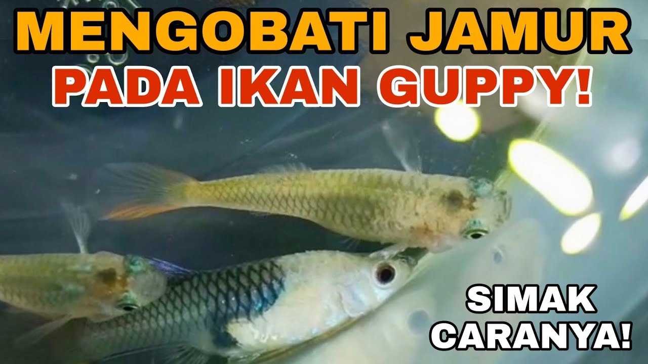 Cara Ampuh Mengobati Penyakit Jamur Pada Ikan Guppy!