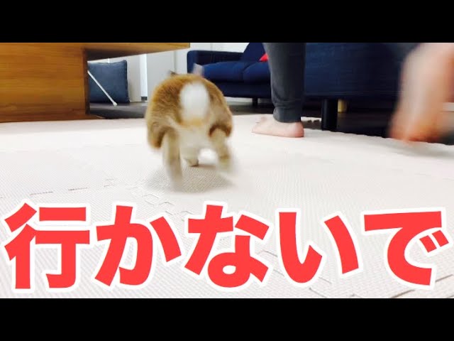 うさぎが懐くとこんな感じで可愛いよ 441 Youtube