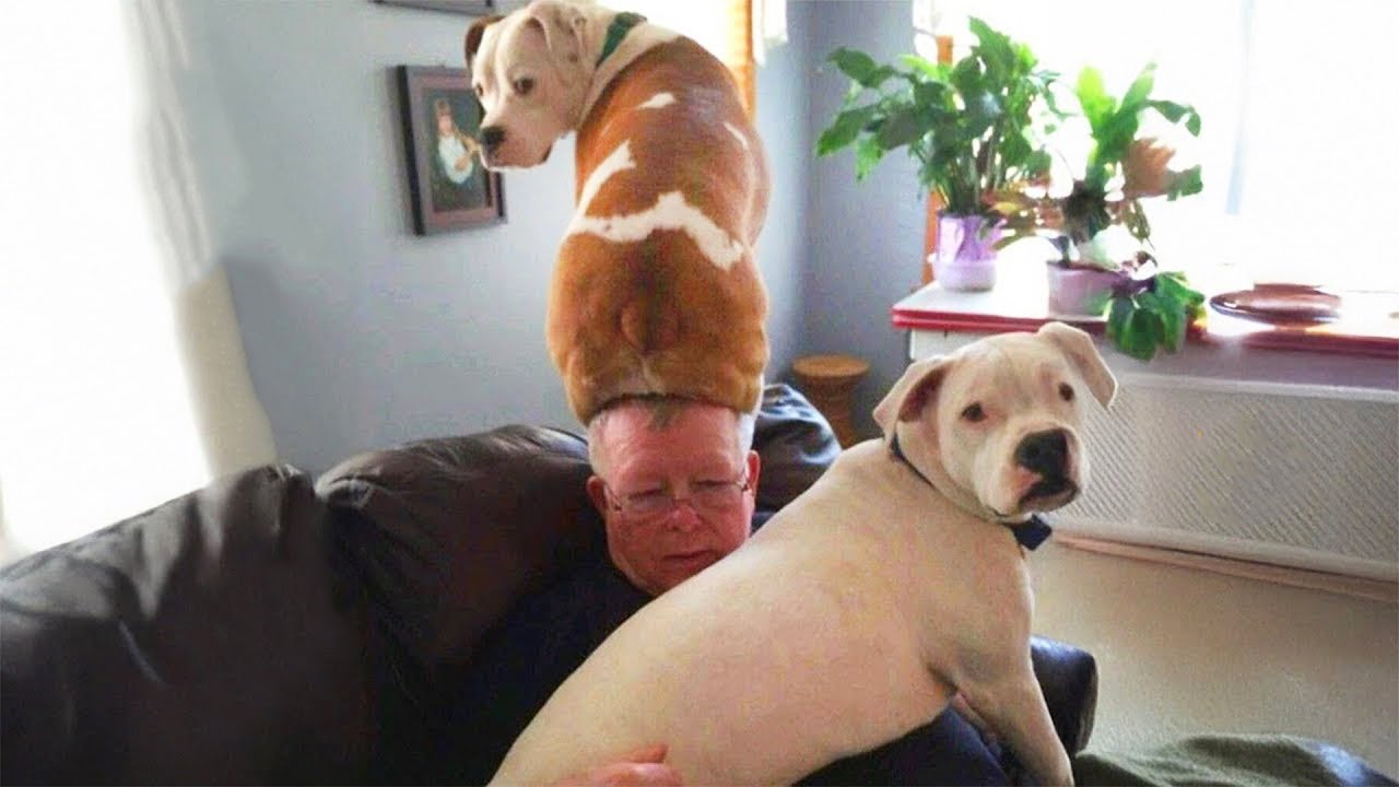 Самые смешные видео с животными в мире 😂 Милые, безумные и совершенно очаровательные