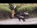 The best of animal attack 2022  most amazing moments of wild animal fight wild discovery animal p3