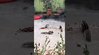 Squirrel munching bites and flights #nature #trending #trendingshorts #shortsfeed #short #shorts