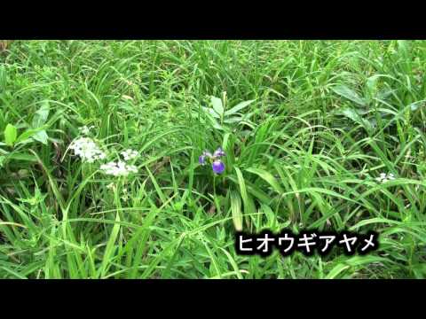 2012  8 10志賀高原東館山翌日再び