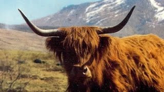 Gruffaloscoot Gets The Horn Flashing.