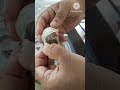 A Guinea Foul Hen Egg Successfully рџђЈ Hatch K2nursery Fishaquarium Aquariumfishmarket A Guinea Foul Hen Egg Successfully рџђЈ Hatch K2nursery Fishaquarium Aquariumfishmarket