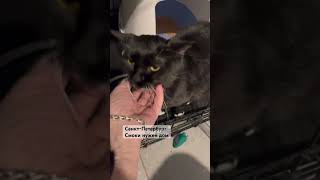 Смоки стала совсем ручной кошечкой