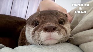 Adult Otter Shows His Baby Side with Cute Whining by KOTSUMET 127,037 views 2 months ago 5 minutes, 23 seconds