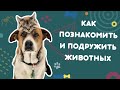 Как познакомить и подружить животных. Этапы адаптации. Ошибки при знакомстве. Укрепляем контакт