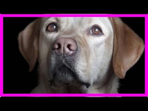 Video: Bakteriel Infektion Af Brystet Hos Hunde