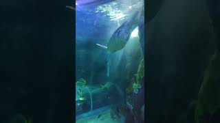 Fish And Turtle In Oceanarium, Pov Asmr. Hague, Europe Netherlands