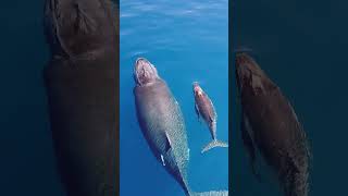 Aerial view of a whale swimming with its puppy to protect, love, and grow it #shorts #animals