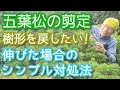 【ゴヨウマツの剪定】暴れた木を整えるシンプル手入れ法(2026年7月)🌲🤲