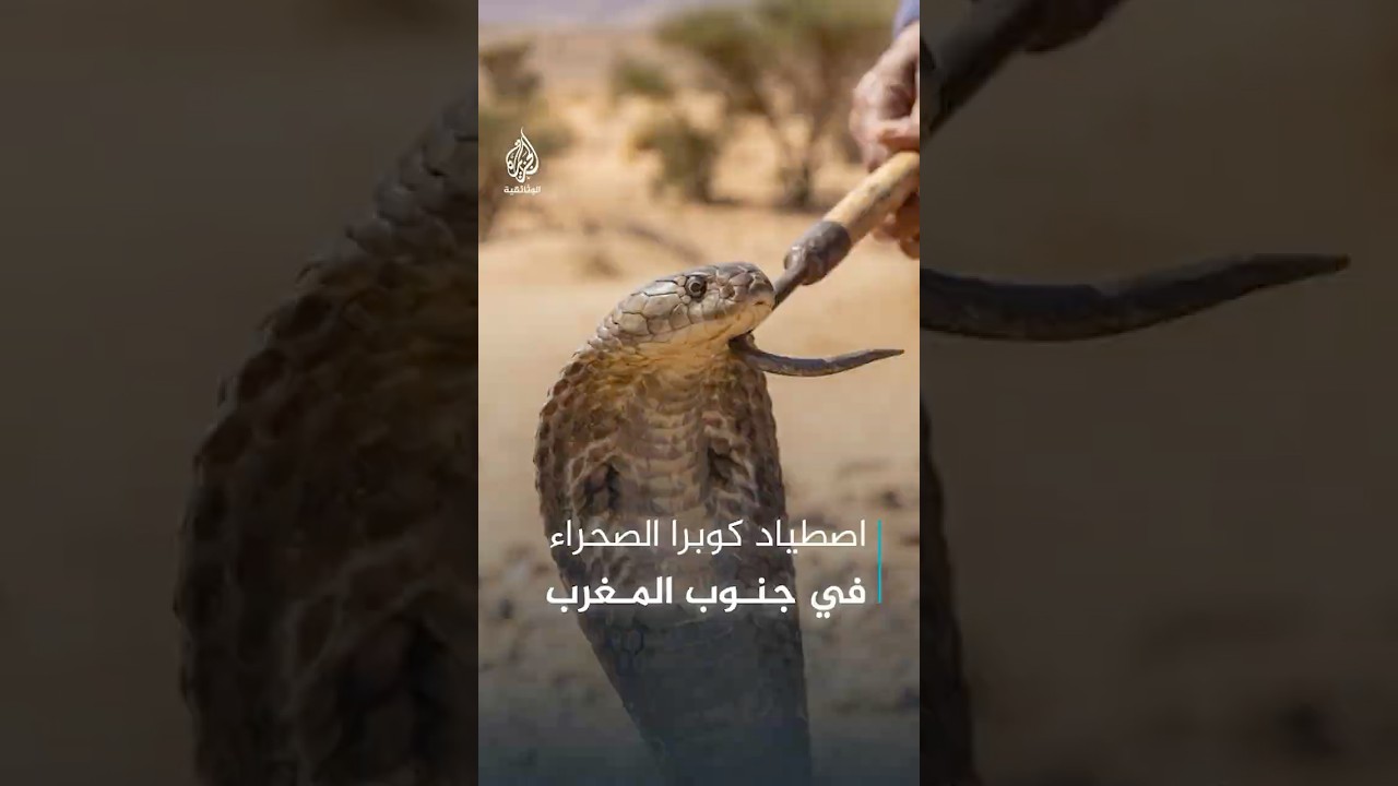 لحظة اصطياد كوبرا الصحراء في جنوب المغرب