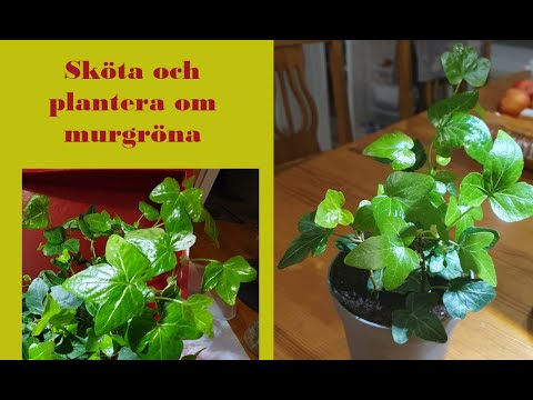 Video: Ivy Plant Care: Tips för att odla murgröna inomhus