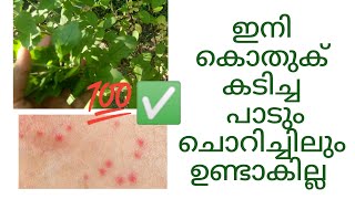 ഇനി കൊതുക് കടിച്ച പാട്/ചൊറിച്ചിൽ കാരണം വിഷമിക്കേണ്ട || OIL FOR MOSQUITO BITE MARKS