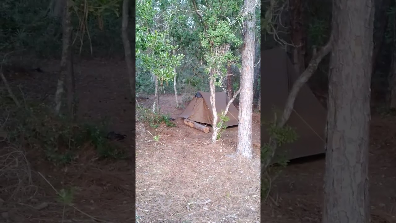 Wildlife at Sunset, Ocala Section Florida Trail