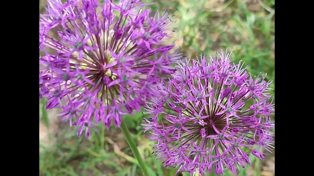 ՇԱՏԻՆ ՁԳՏԵԼՈՎ` ՔՉԻՑ ԿԶՐԿՎԵՔ