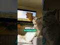 Ele virou um “leão” dentro de casa… até isso acontecer 🦁😱