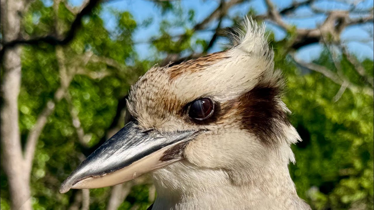 Кукабарра оценила наш ресторан на заднем дворе на 5 звёзд! | Забавный момент из жизни австралийск...