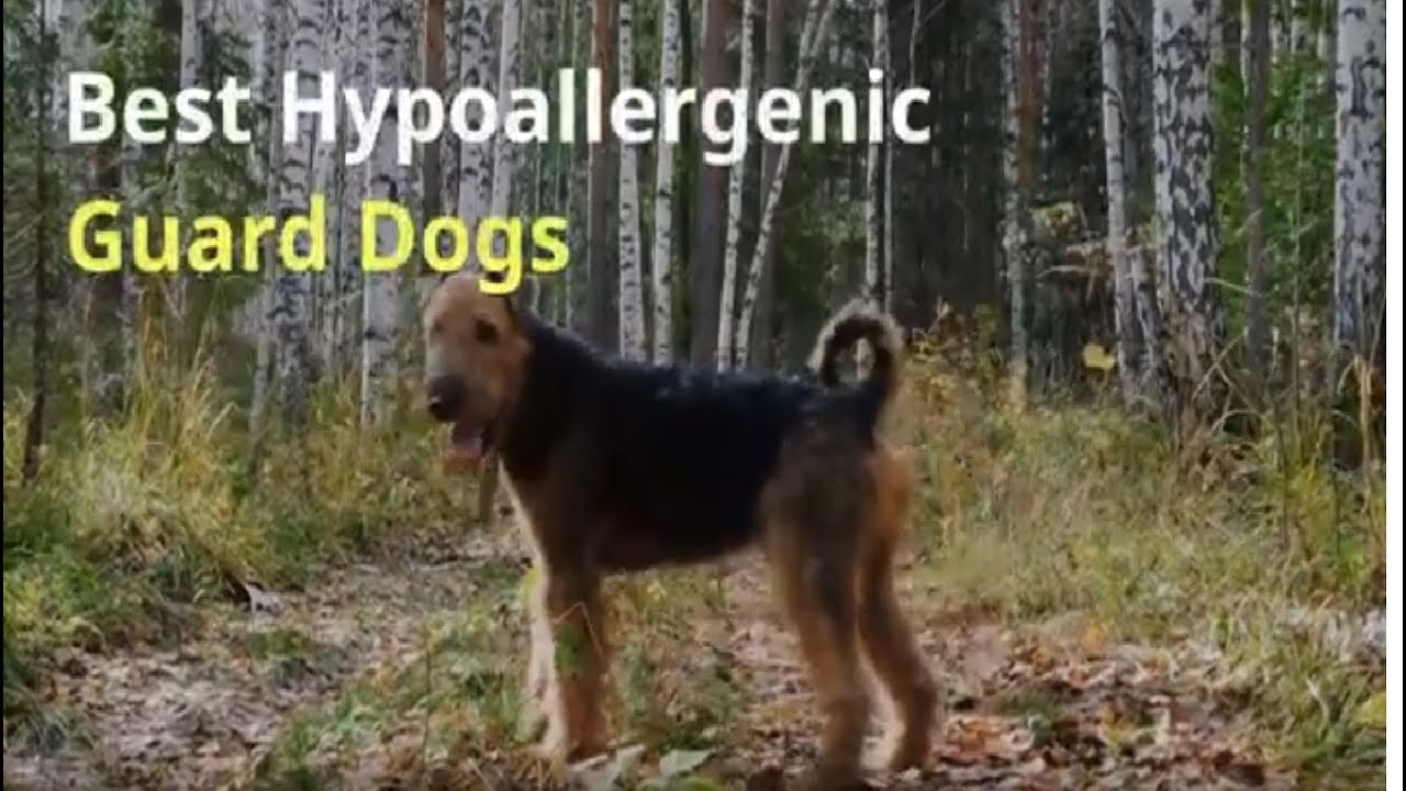 hypoallergenic guard dog breeds