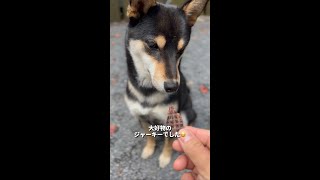 キャンプ場でも大好物の前では完璧なおすわりw #Shorts