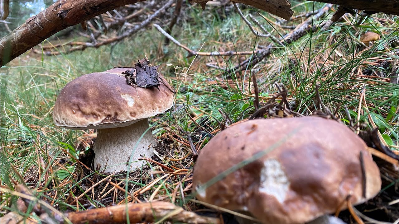 Boletus Edulis y Pinophilus del 22 de octubre de 2023