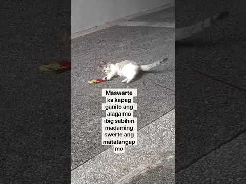 MASWERTE KA KAPAG GANITO KA HYPER ANG ALAGA MO IBIG SABIHIN MADAMI ANG SWERTENG MATATANGAP MO #cat